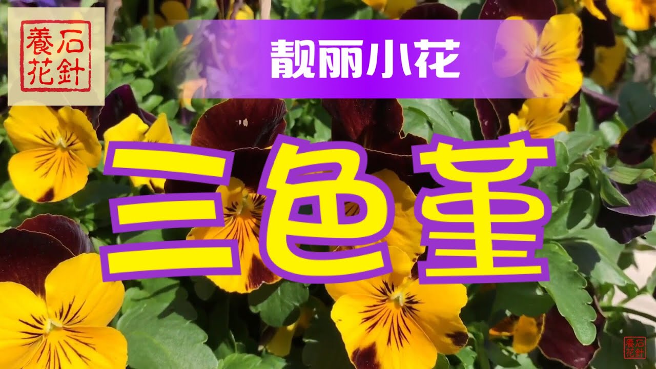 说说庭院小花的生长习性 - 三色堇