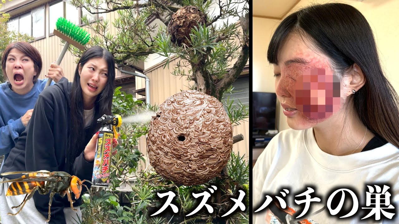 スズメバチの巣を駆除したら妹が蜂に刺された。家にできた巨大な巣を家族で破壊