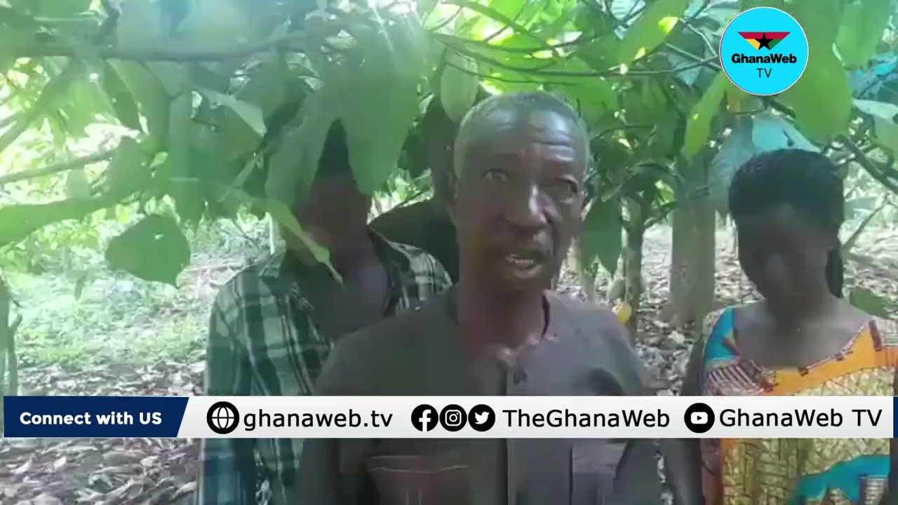 What some cocoa farmers said about government’s new reforms