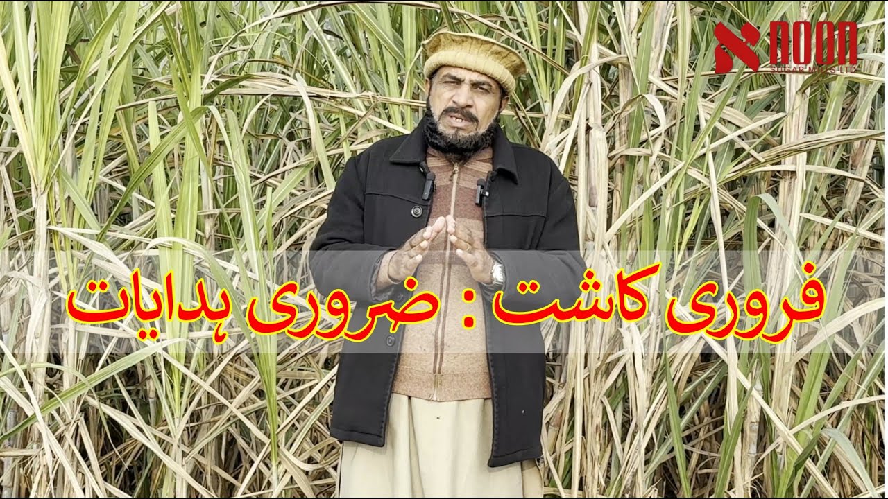 فروری کاشت کا بروقت آغاز کیوں ضروری ہے؟ | نون شوگر ملز کی فیلڈ گائیڈنس کسانوں کے لیے