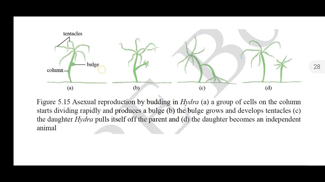 Grade 10 Biology, Chapter 5, 5.1.2 Reproduction in Animals