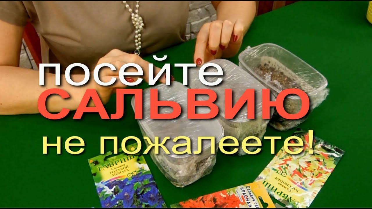 ПОСЕВ САЛЬВИИ НА РАССАДУ. Сезон 2020. СОВЕТЫ от ЗЕЛЕНОГО ОГОРОДА!
