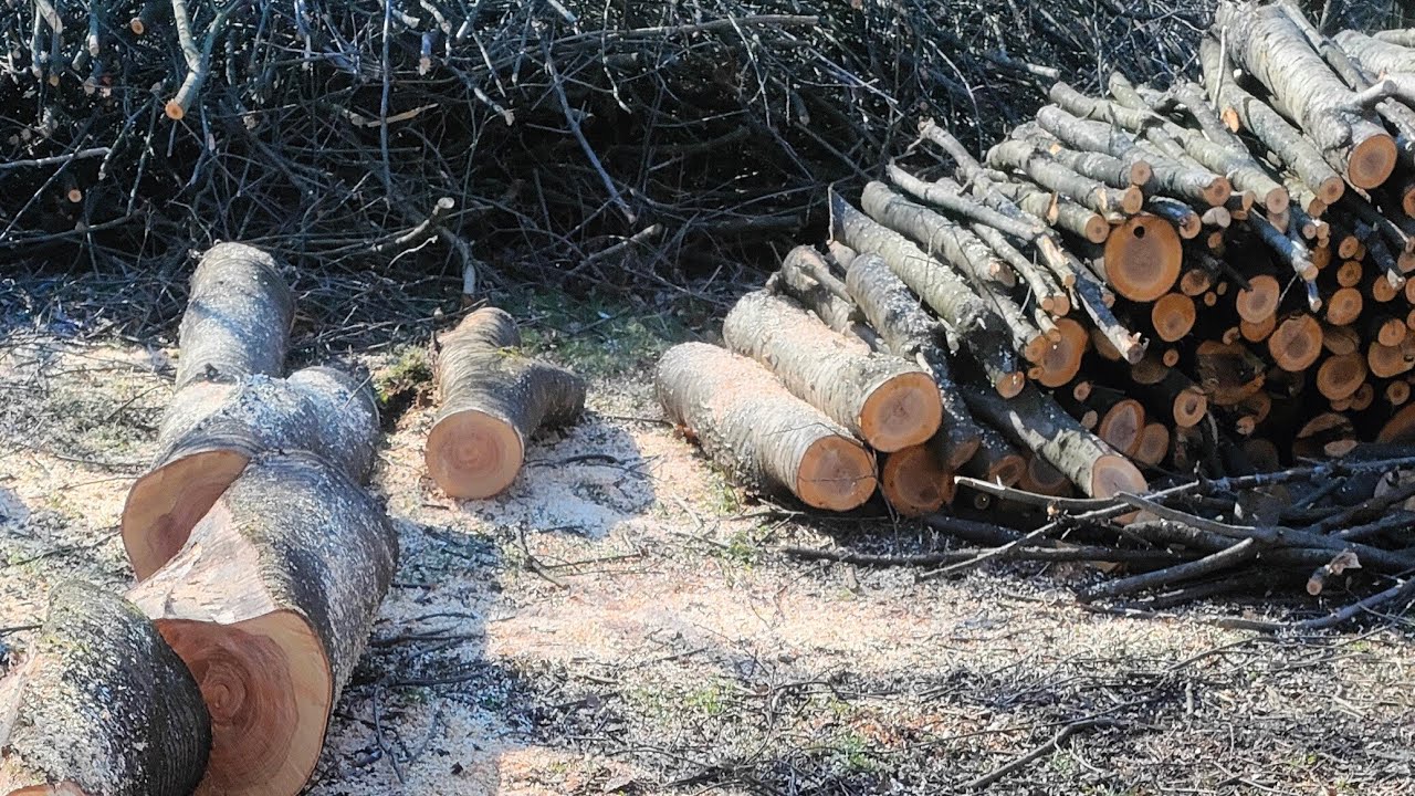 Dolmar - Legenda którą już coraz ciężej spotkać. Model 111 w akcji przywołuje wspaniałe wspomnienia