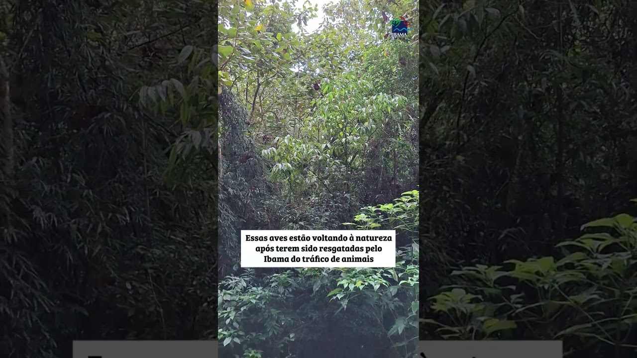 101 aves são apreendidas em ação contra o tráfico de fauna em SC