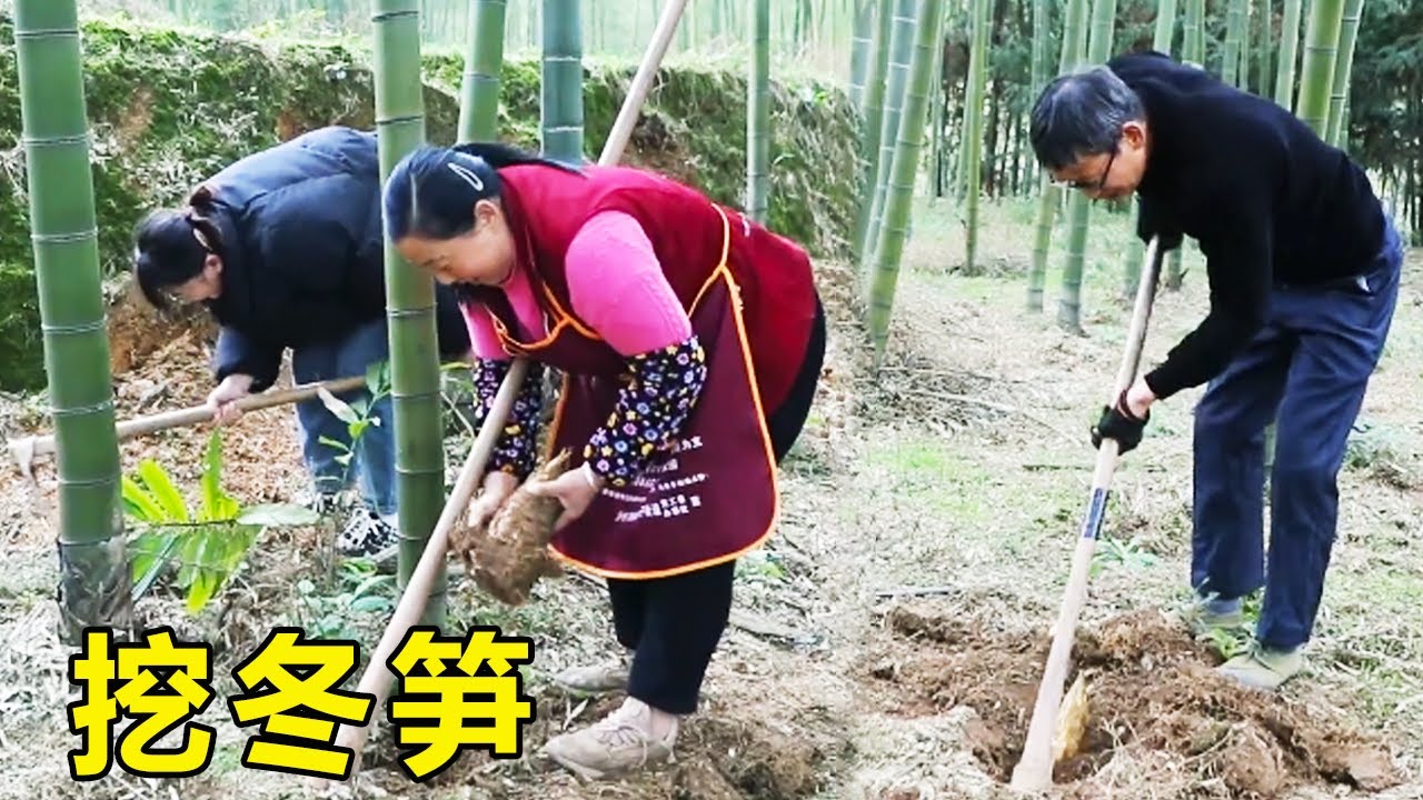 幺妈一家出动上山挖冬笋，和腊排骨一起炖，配着米饭又是爽口的一餐！【幺妈和幺叔】