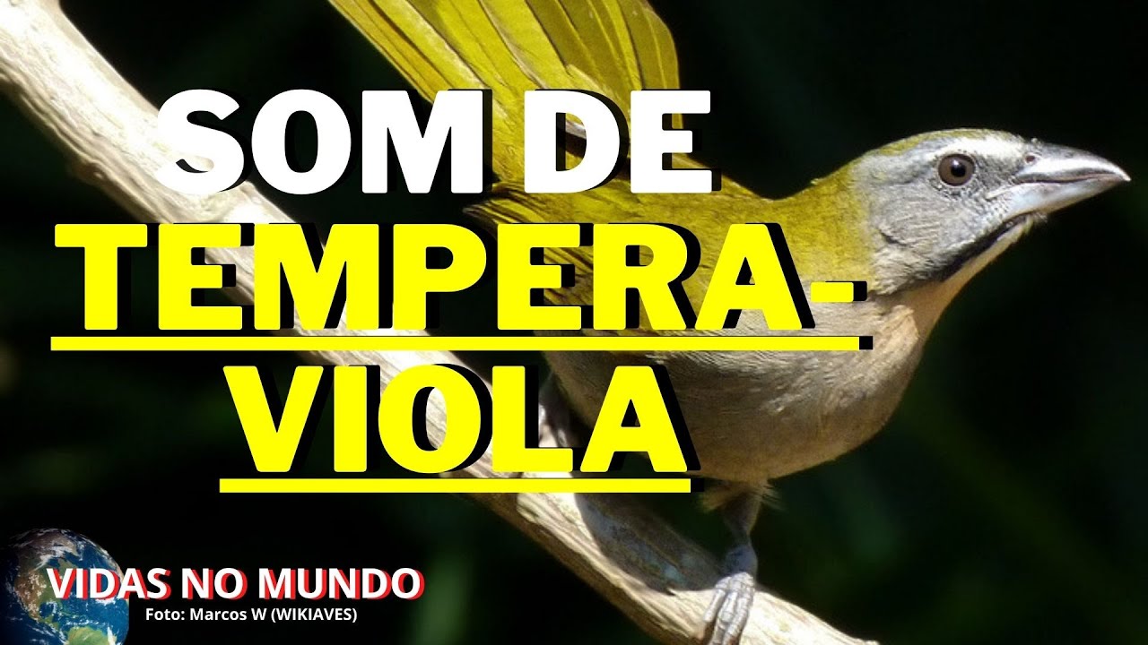Som de Tempera-viola / Saltator maximus (Vidas No Mundo)