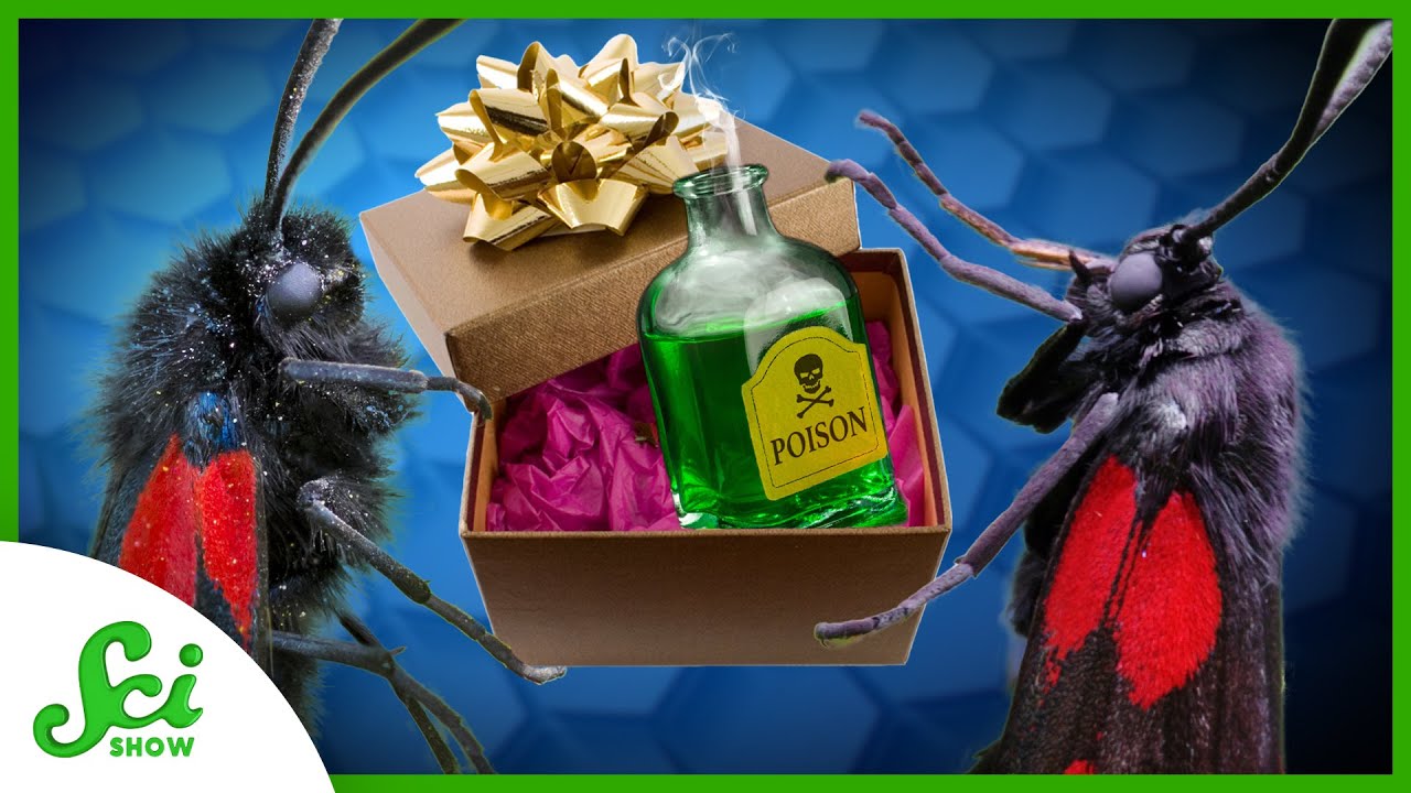 5 Gross Gifts Animals Give Their Mates