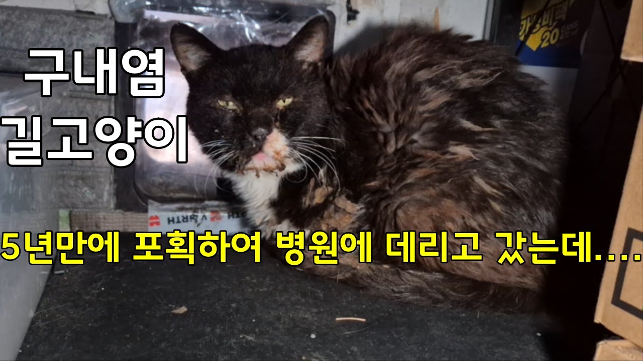 문제의 구내염 고양이 네로... 5년만에 포획하여 병원에 갔던 그 날의 기록 (공장고양이 #30)