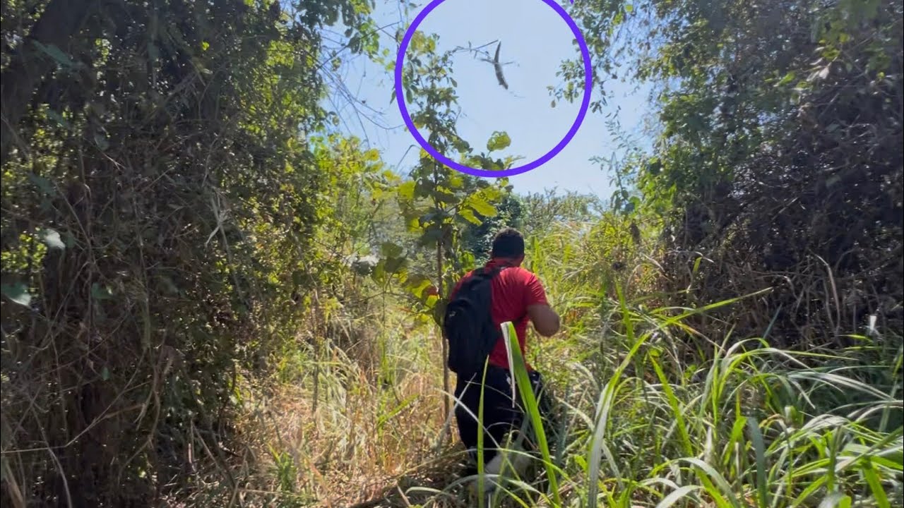 Se nos escapó la segunda iguana en un ratito 