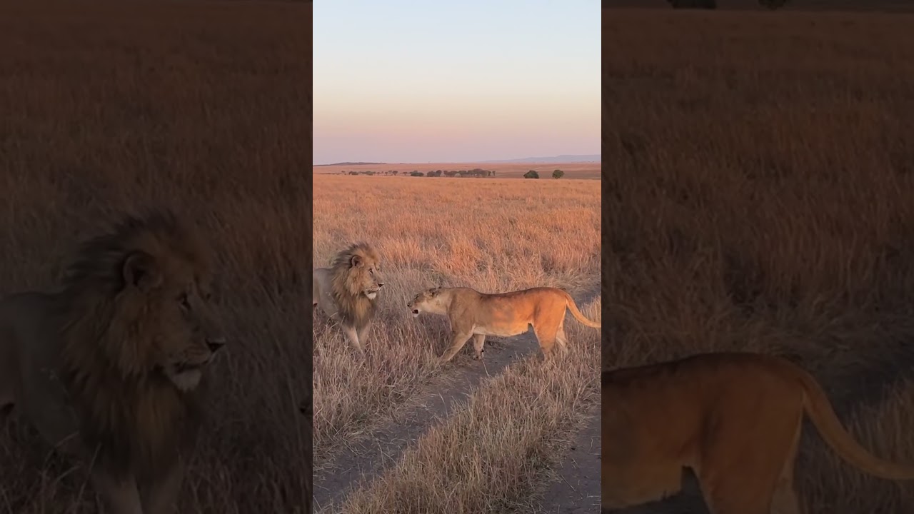 Lioness charging a male. Defending her kill. #lioncharge #nature #behaviour #lionking #lions #fight
