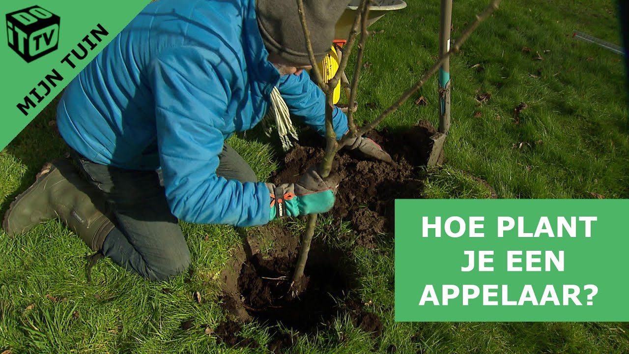 Hoe plant je een appelaar?  | Mijn tuin