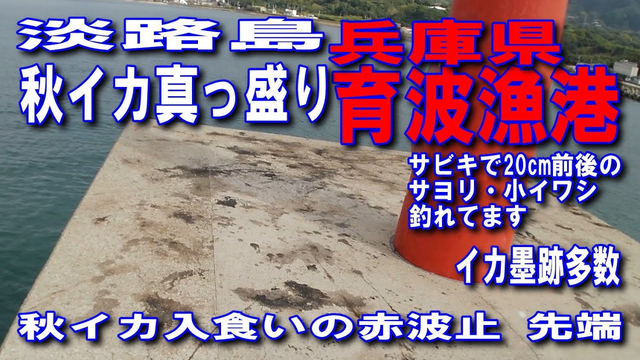 #96兵庫県淡路島育波漁港淡路島秋イカ真っ盛り赤灯台先端秋イカ入食いイカ墨跡だらけの赤灯台サビキで20cm前後のサヨリと子イワシ釣れてます移動が安全なテトラポット