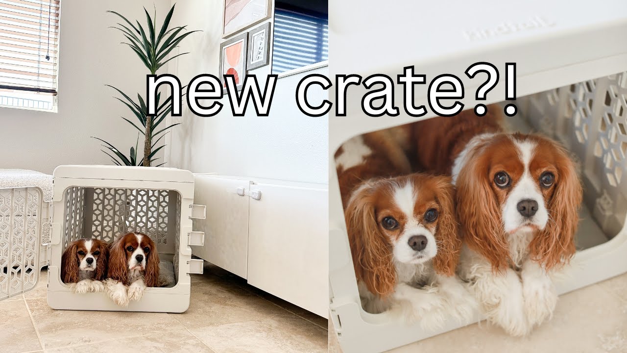 A SAFE SPACE FOR YOUR DOG // KindTail Pawd Crate unboxing and review
