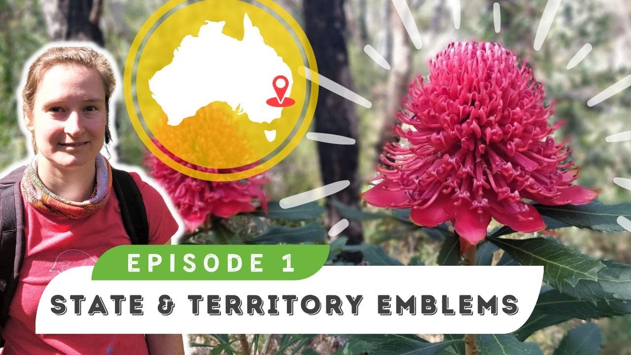 NSW Floral emblem Waratah // Australian emblems | Episode 1