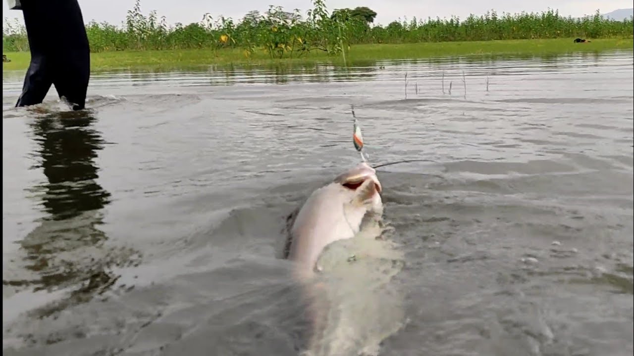 पटन फिश का शिकार चम्मच से | Patan fish hunting | Spoon fishing | wallago attu fishing | Catfish