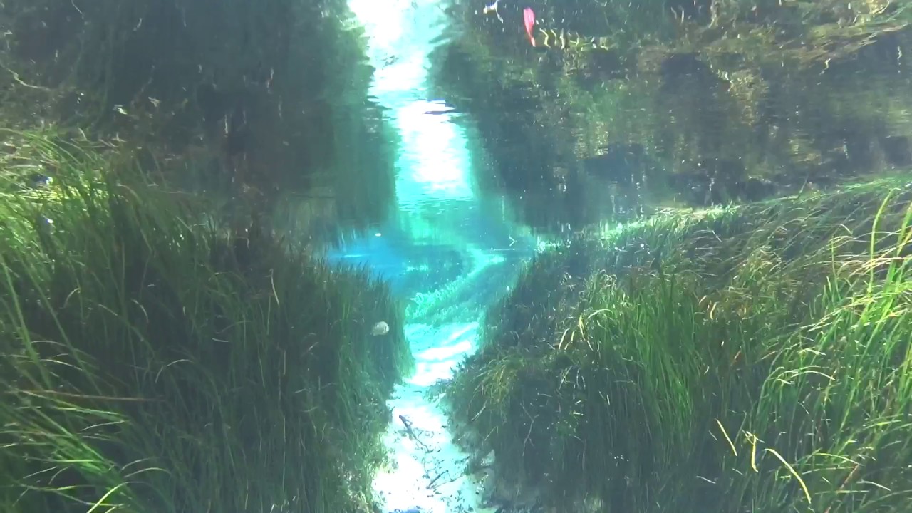 Sacred Waters Journey: Floating through a Florida Spring
