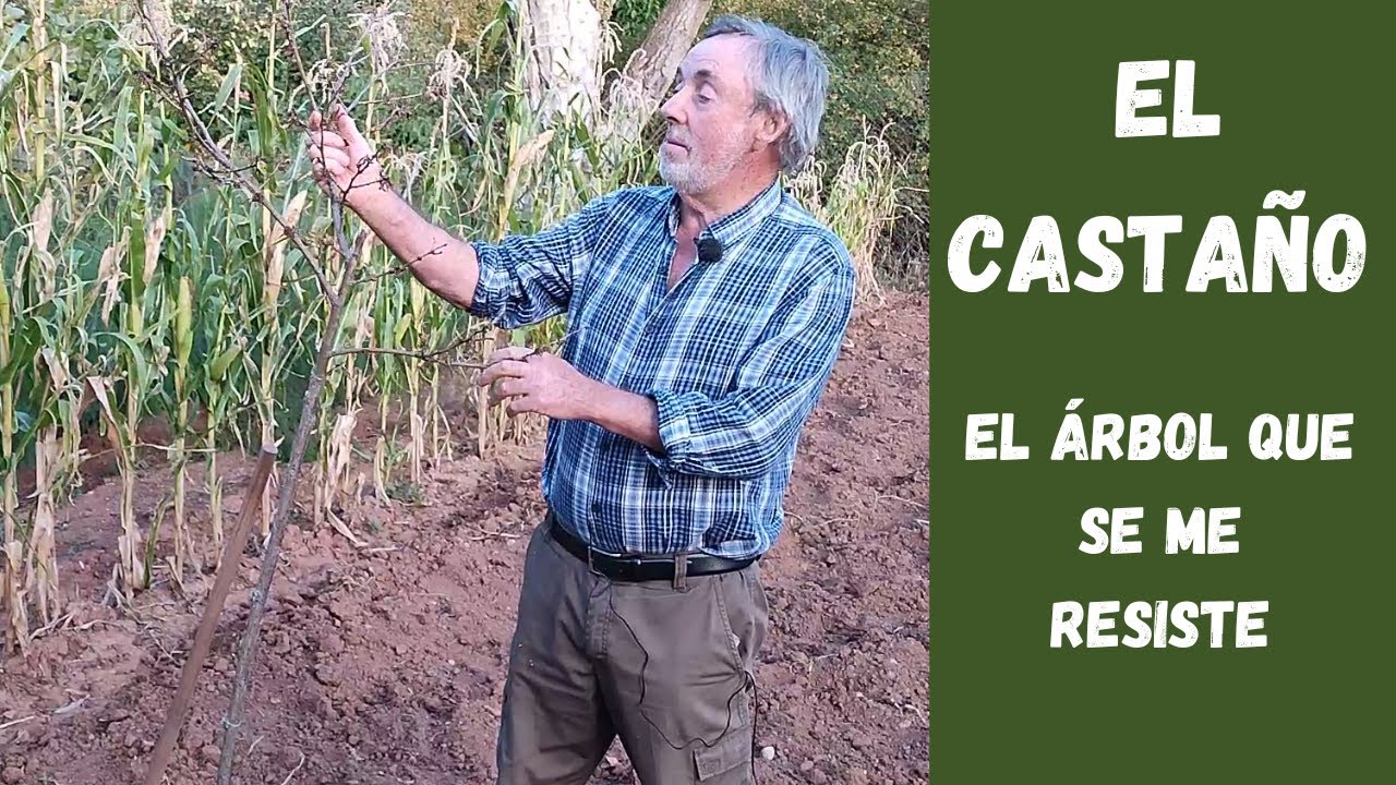 &iquest;Por qu&eacute; se nos seca el casta&ntilde;o? | El &aacute;rbol que  no conseguimos cultivar