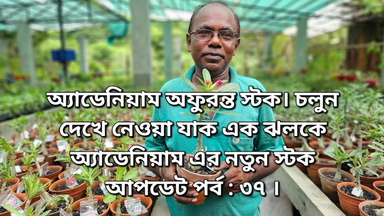 অ্যাডেনিয়াম অফুরন্ত স্টক। চলুন দেখে নেওয়া যাক এক ঝলকে অ্যাডেনিয়াম এর নতুন স্টক আপডেট পর্ব : ৩৭ ।