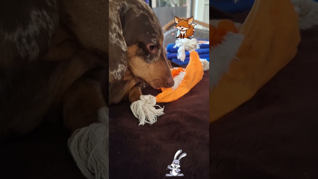 Rókakoma...#kutya #dachshund #jasz #mazsola #mese