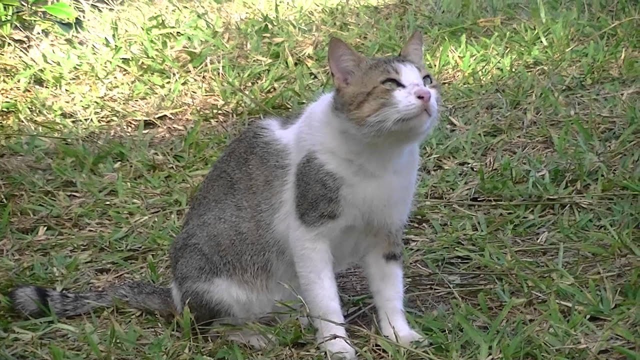 Katerchen sieht Flugzeug nach