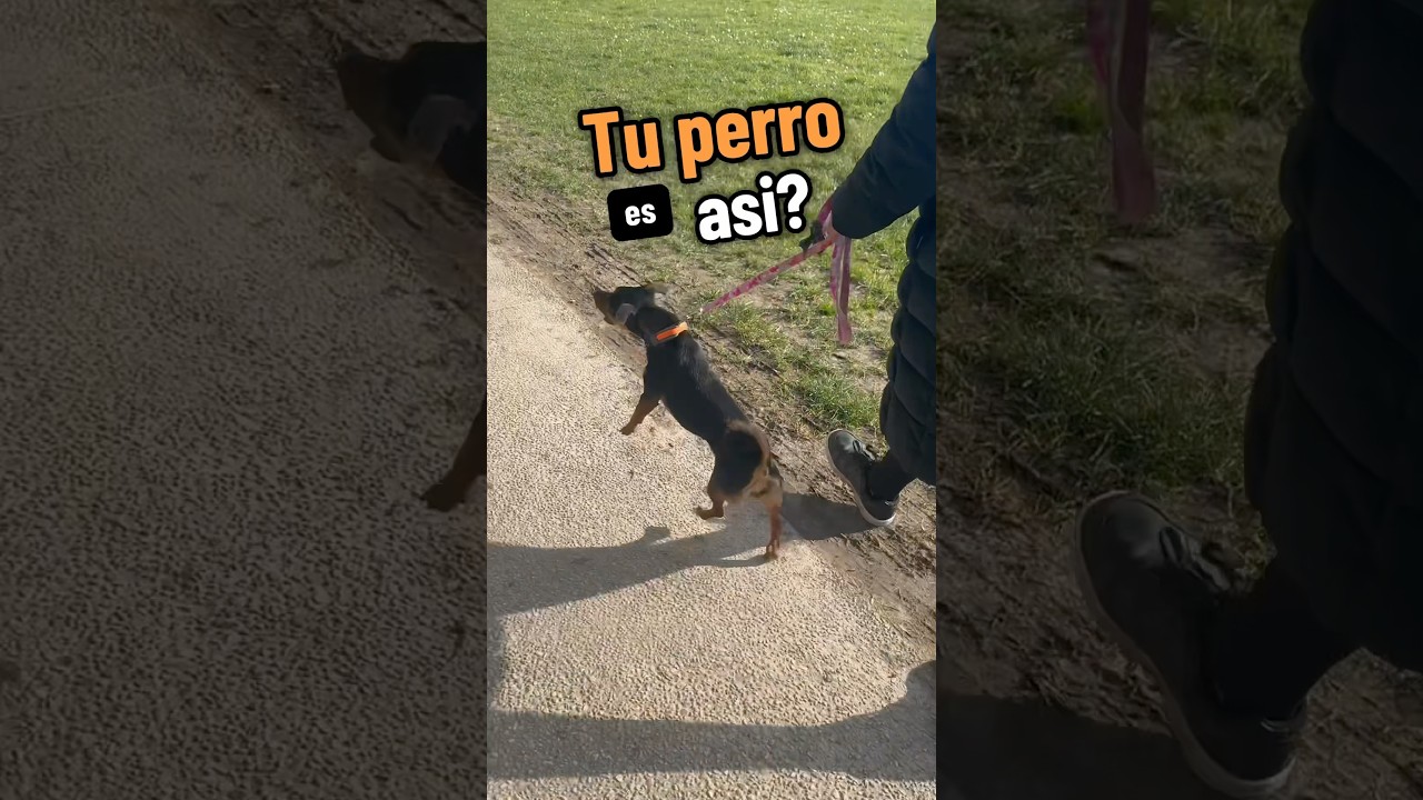 C&oacute;mo pasear un perro REACTIVO🐶✅