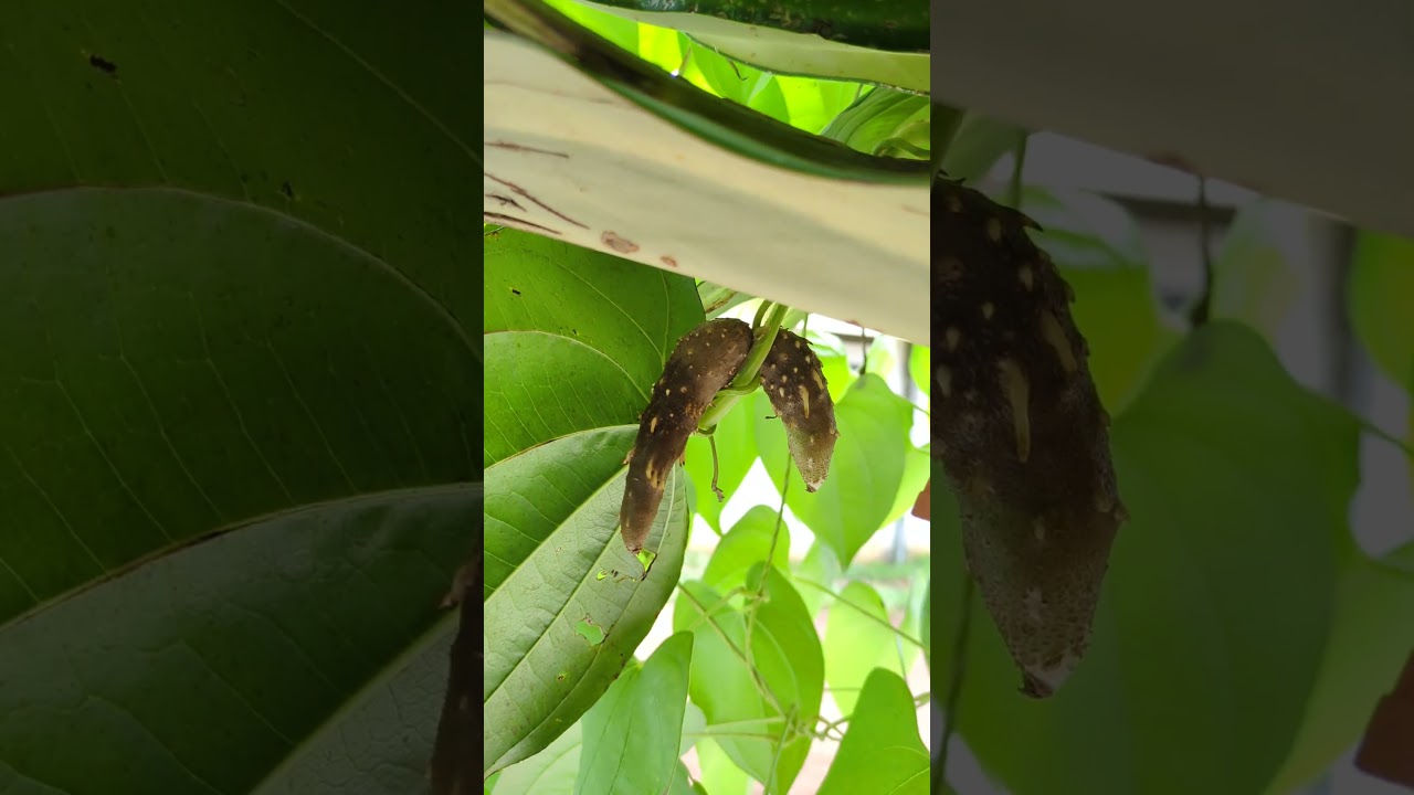 Air potato or air yam or Khamarua 