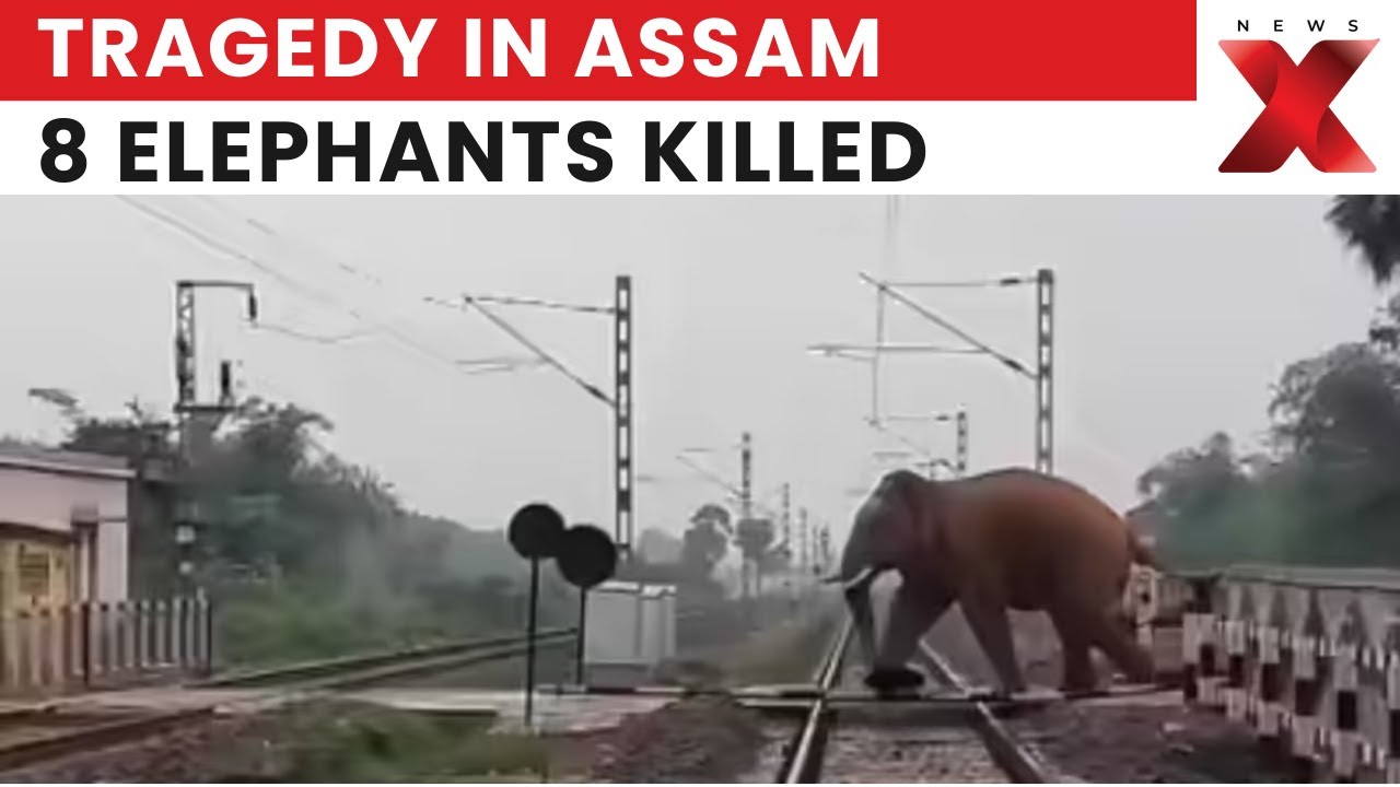 Assam Tragedy: 8 Elephants Killed as Rajdhani Express Hits Herd in Assam