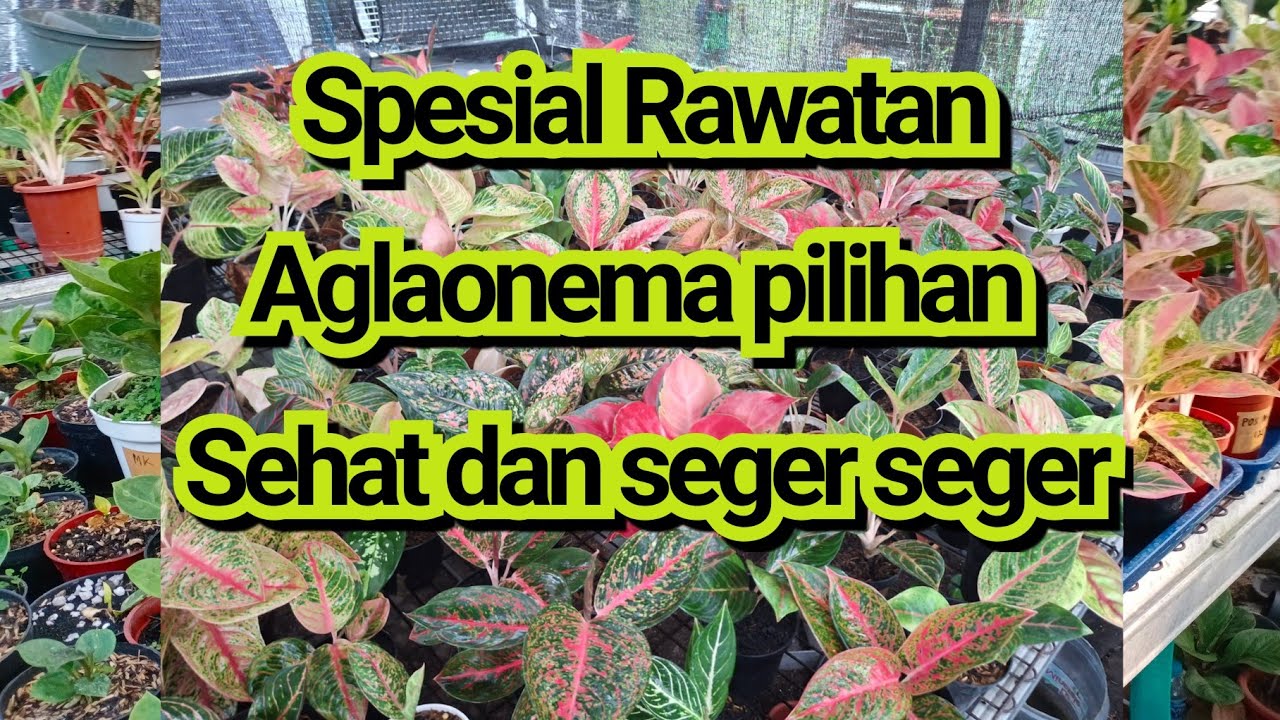 Aglaonema lokal pilihan layak dipinang