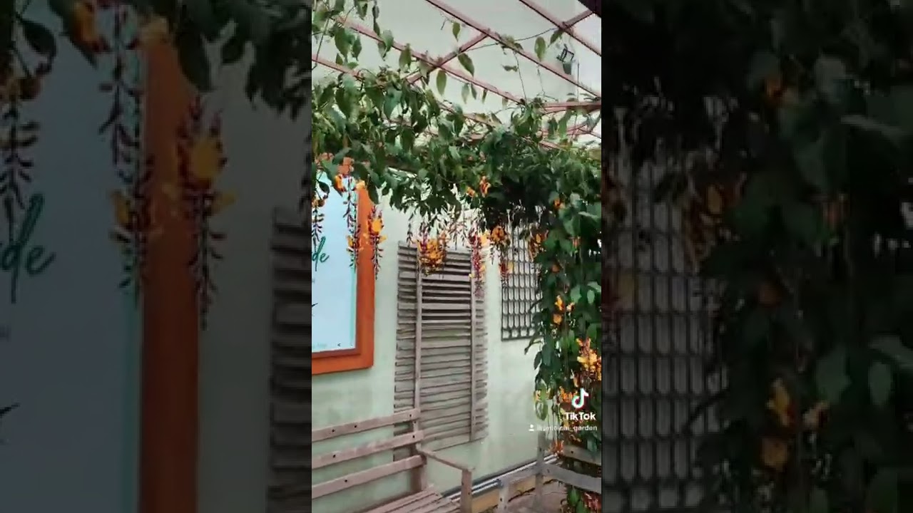 Explos&atilde;o de flores,Trepadeira sapatinho de judia no pergolados