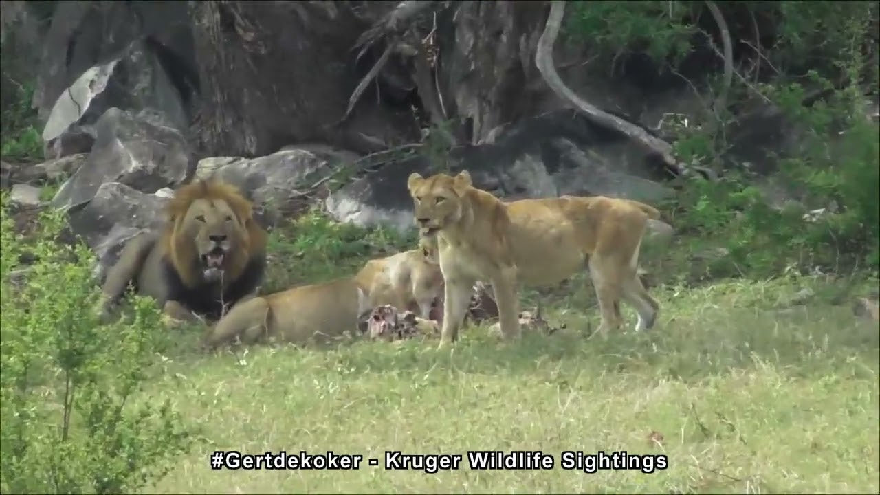 Male Lion vs Lionesses: Fierce Fight Over His Hidden Meal!