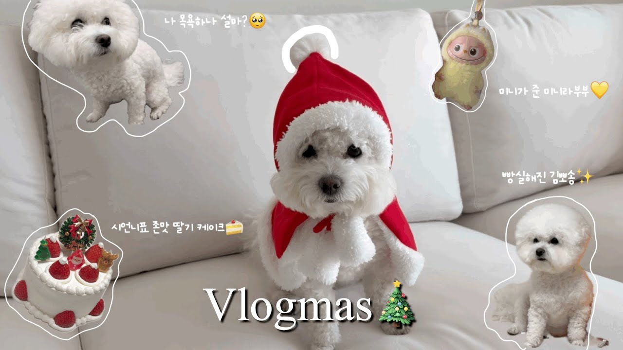 Vlog#7 크리스마스 시즌 기록 🎄♥️| 청첩장 포장하기💌| 집 청소만 몇번째냐.. 🧹| 서울에서 놀러온 친구네 부부♥️| 존맛 딸기케이크🍰|미니 라부부💛