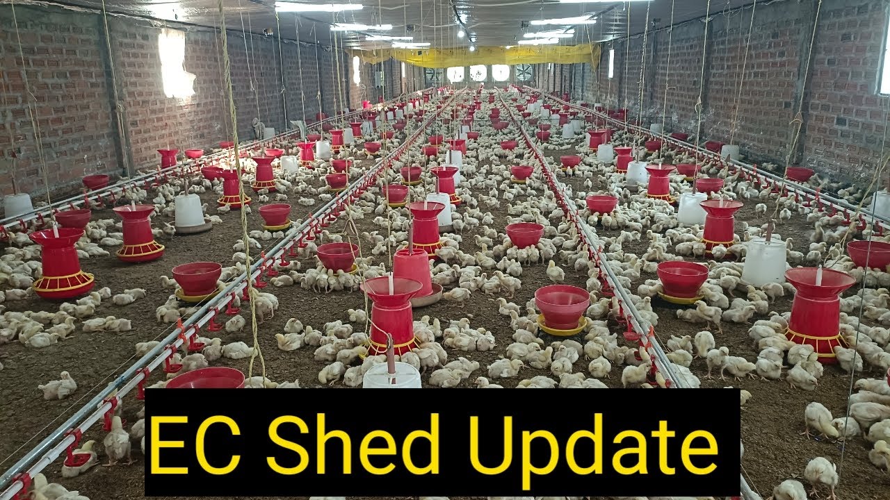 Running EC House Update|280×28| KS Poultry|
