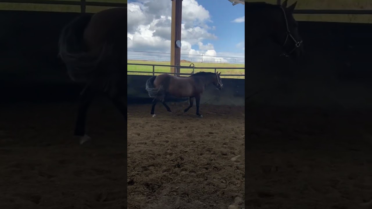 Wollte ich eigentlich mein Erstes eigenes Pferd haben? #horses #horse #pferde #equestrian #pony