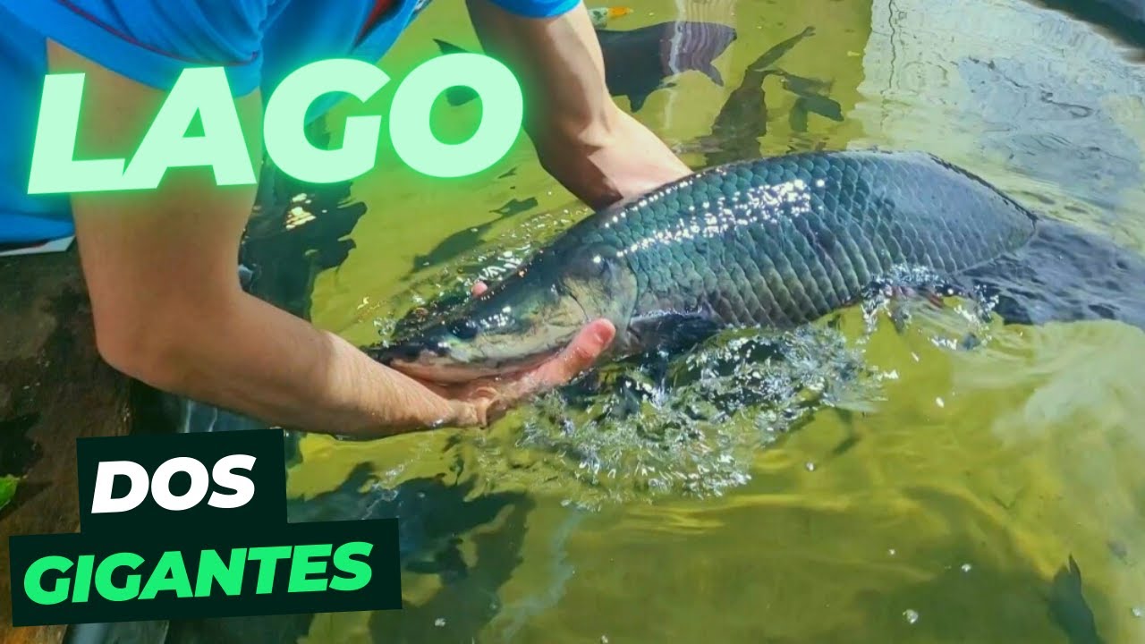 COMO MANTER A AGUA DO LAGO CRISTALINA, MESMO COM MUITO PEIXES, filtro caseiro e barato