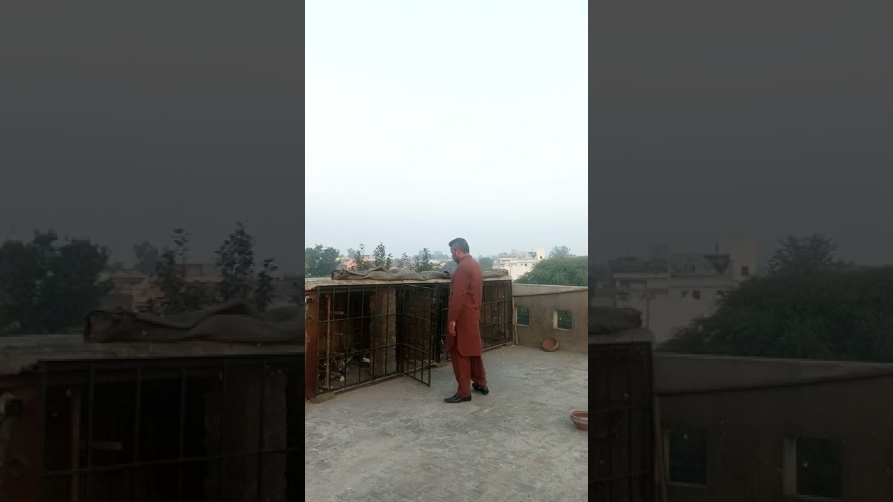 Gujranwala racing pigeon | very strong racing pigeons | pigeons my love
