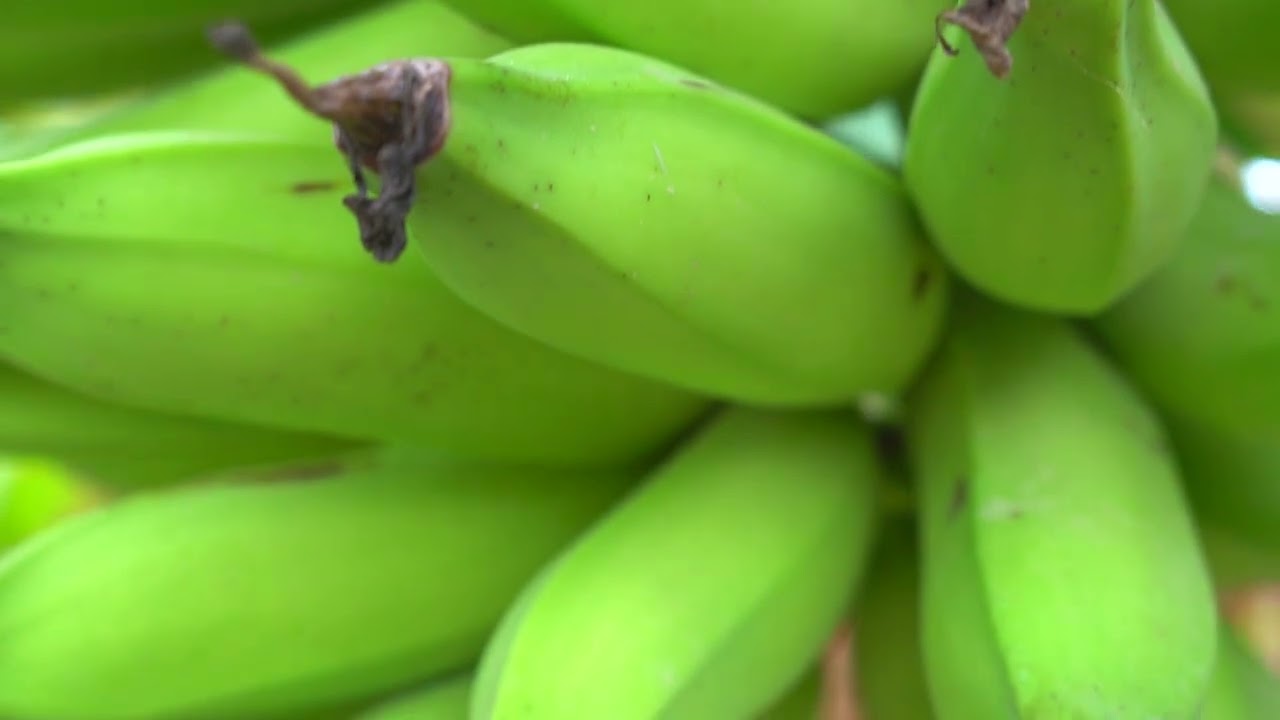 PLATANOS - Producción en azua republica dominicana