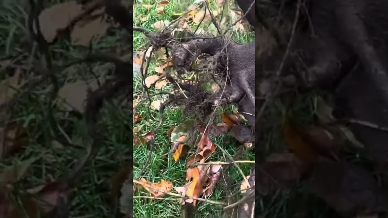How to Transplant a Tree like a BOSS!  