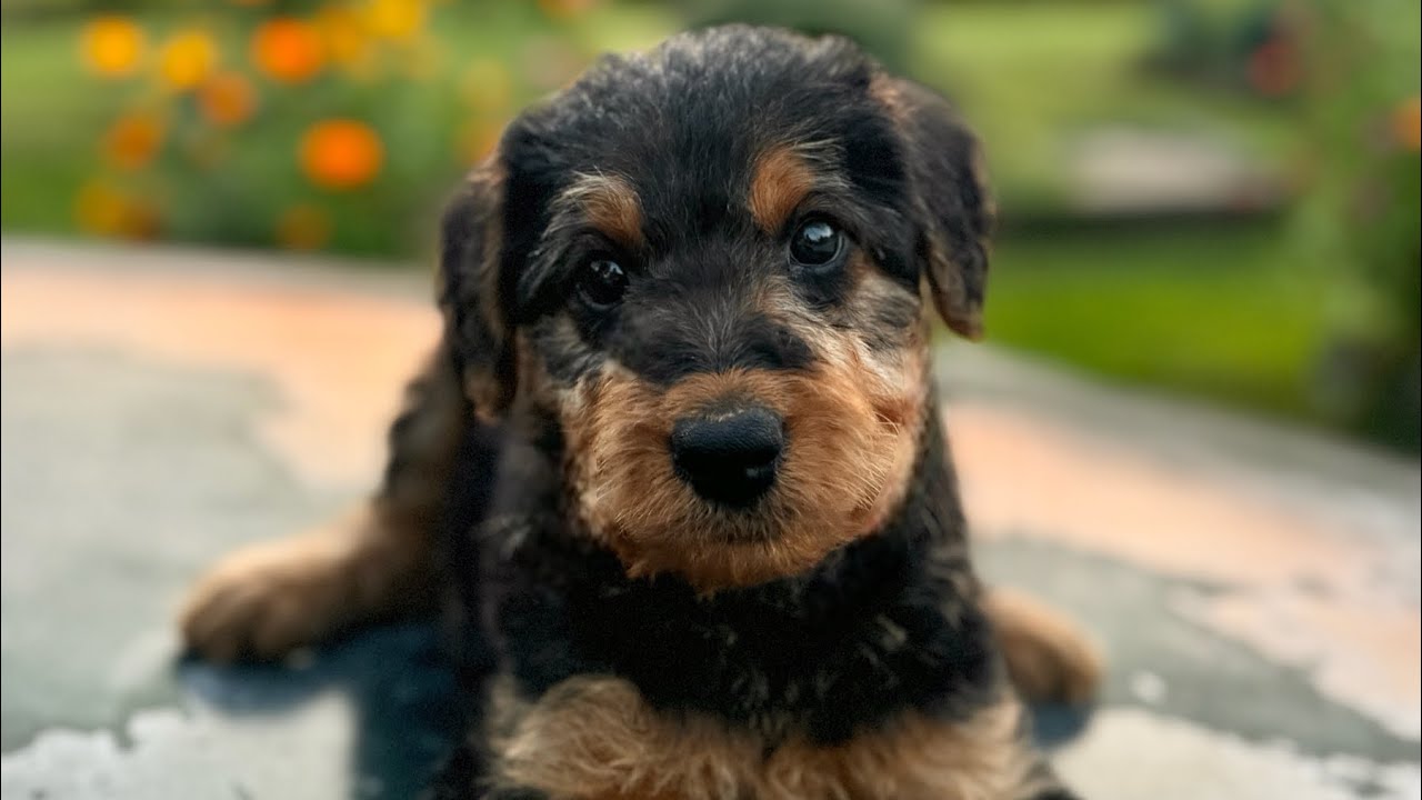 Luna-Atlas 7/12/24 Airedale puppies 7 weeks old