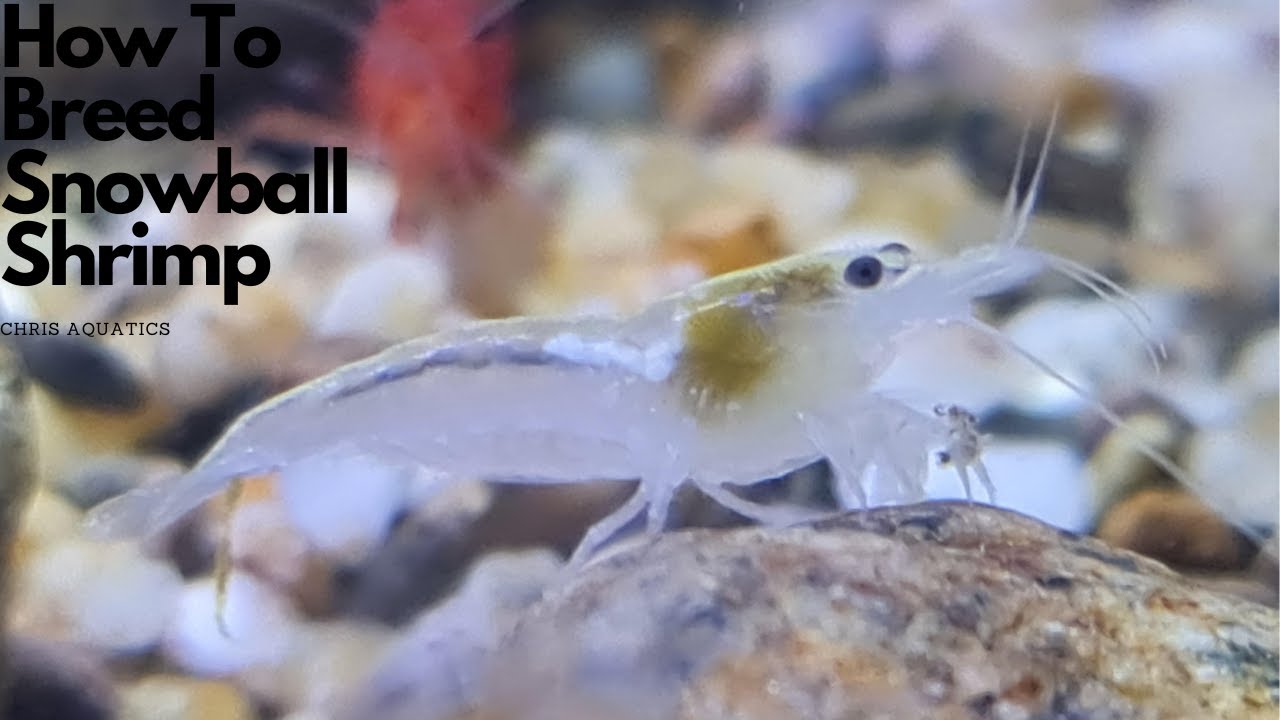 How To Breed Snowball Shrimp