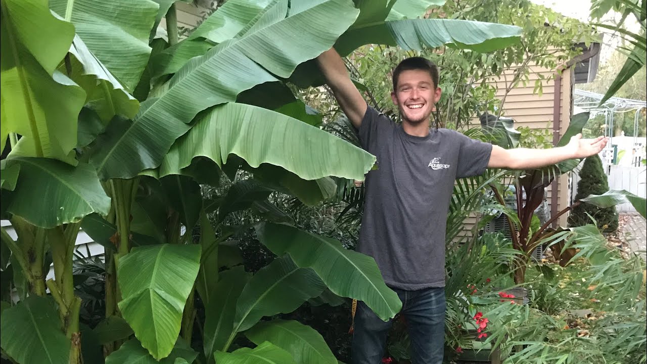 Subtropical Garden Tour, October 2018 | The Barefooted Gardener