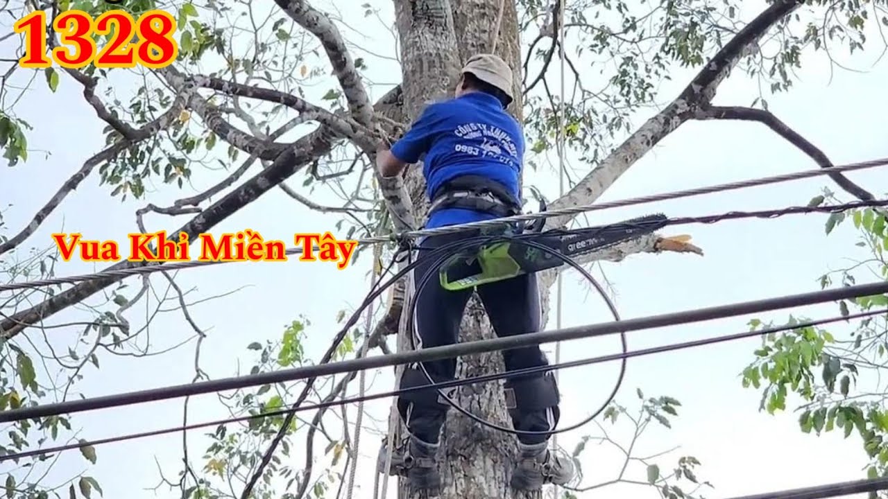 Full : Vua Khỉ cưa cây Sao kế bên miếu Bà Chúa Xứ Cutting golden oak