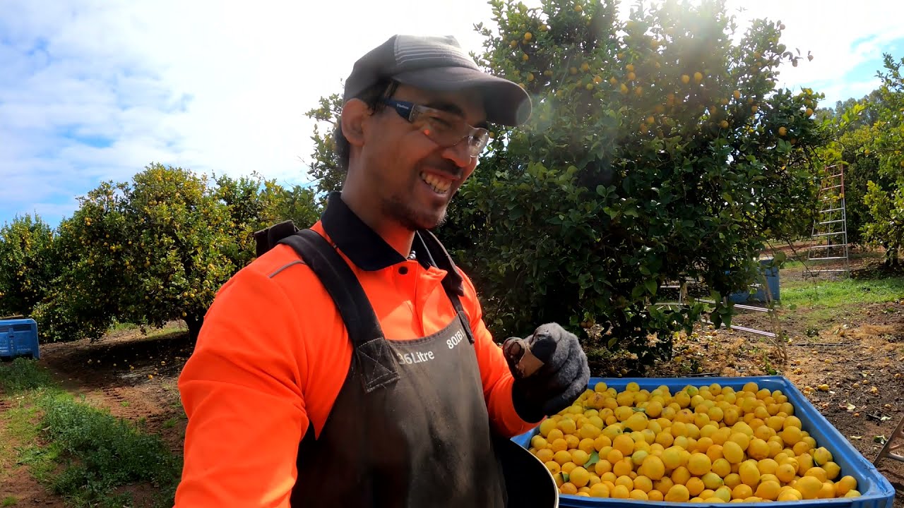 fruitpicking AUSTRALIA  LEMON  2021