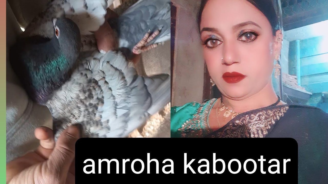 #amroha #kabootar market #amroha# kabootar bajar# gerat market 