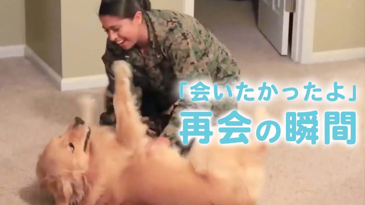 また会えたね！ ワンコたちの再会の瞬間…【PECO】