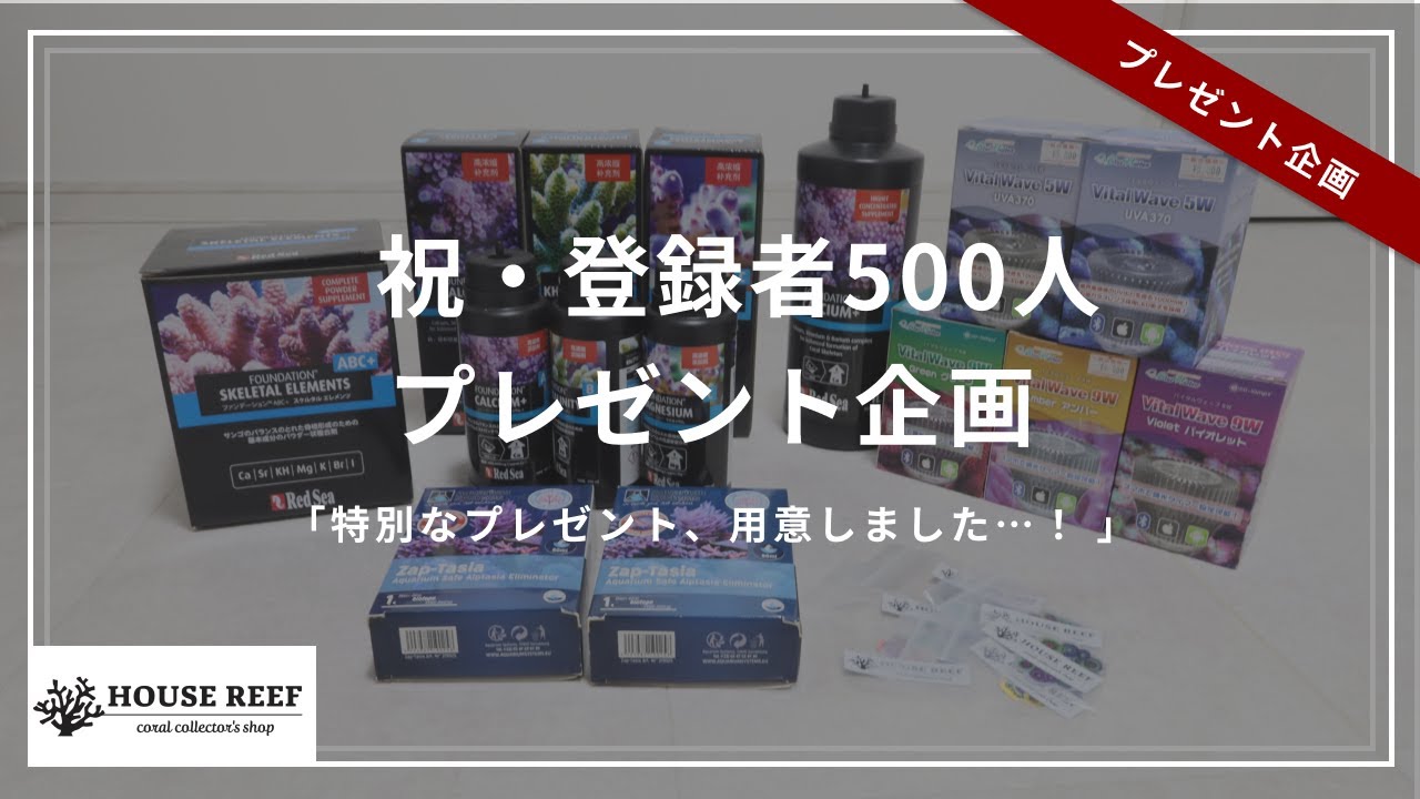 【祝！登録者500人】プレゼント企画します！【海水水槽】