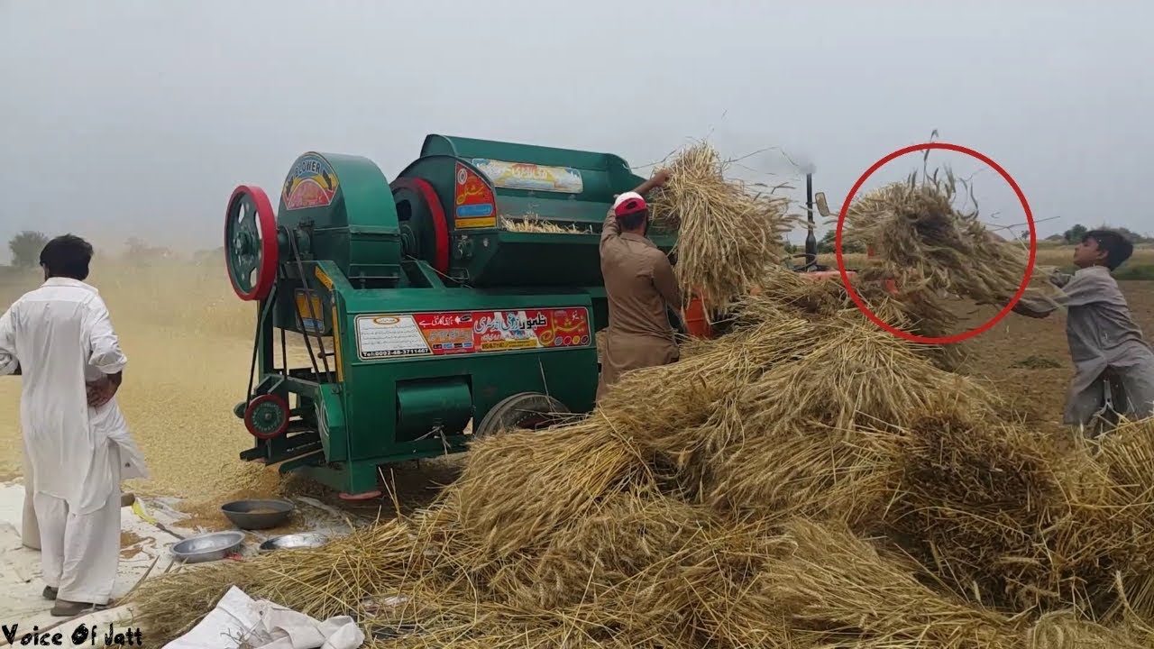 Wheat Thrasher Harvester | Fiat 480 Operating Machine | PTO Power of Fiat Tractor