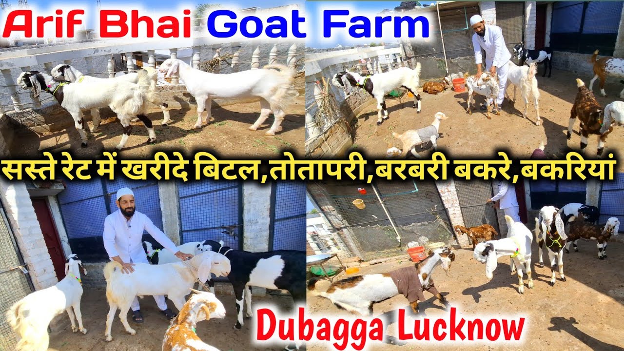 बेहतरीन क्वालिटी की बिटल,तोतापरी,सोजत गुलाबी बकरे बकरियां for sale |Arif Bhai Goat Farm |Dubagga Lko