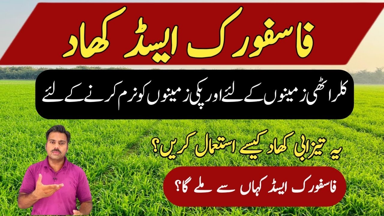 How to use phosphoric acid in agricultural crops | Phosphoric acid as fertilizer | Abid Ali Agrarian