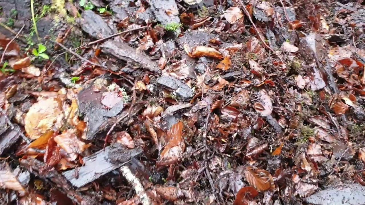 Splitting hardy deciduous ferns in the stumpery, Lews Castle Grounds November 2020.