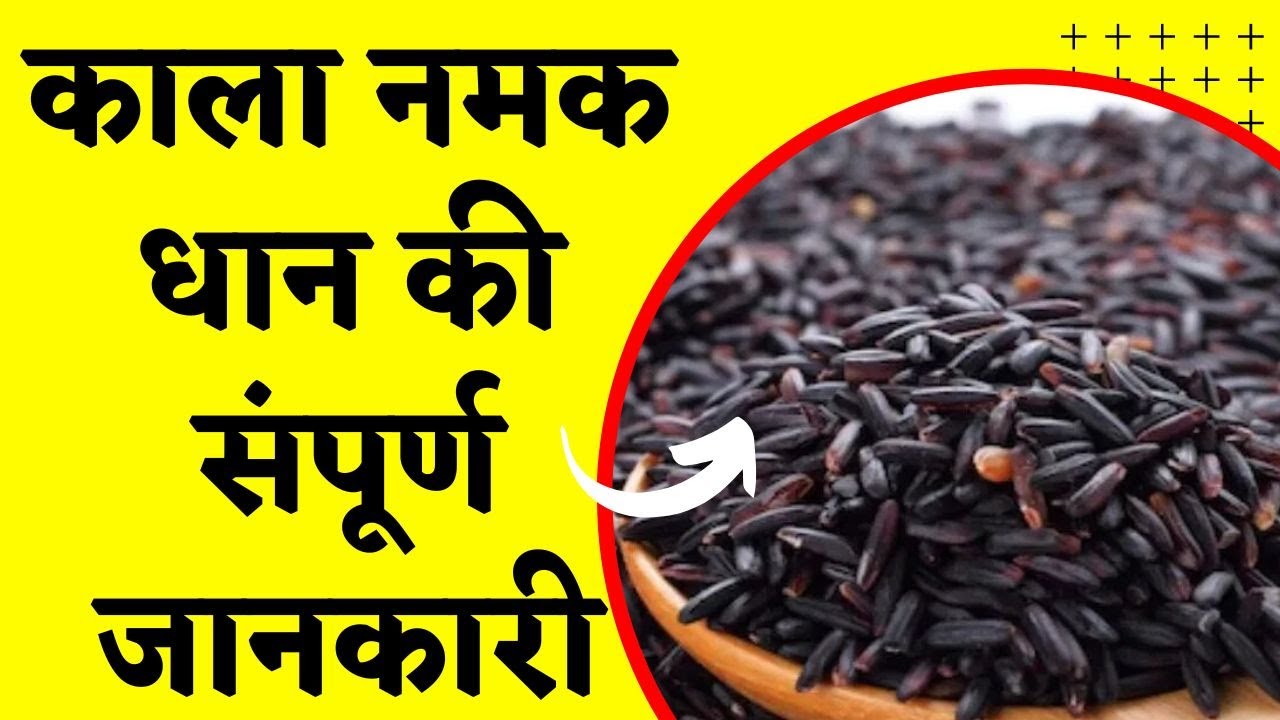 काला नमक धान की संपूर्ण जानकारी || Kala Namak dhaan ki kheti || काला नमक धान की खेती कैसे करें